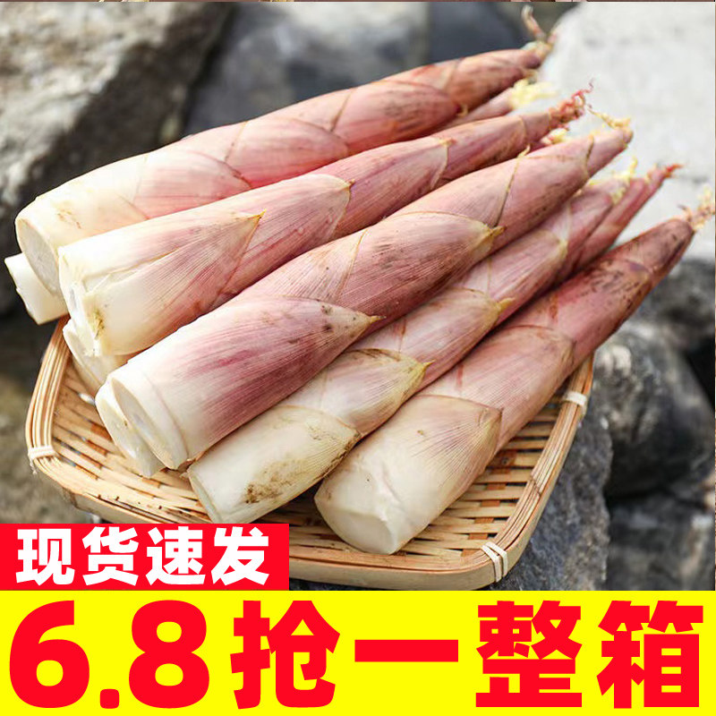 天目山雷笋新鲜现挖5斤鲜竹笋雷公笋尖生小笋冬笋新鲜蔬菜春笋 - 占小二旗舰店出品