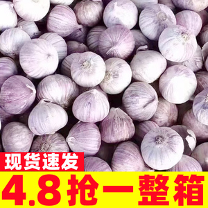 云南紫皮蒜独头蒜新蒜批发大蒜头红皮独蒜头新鲜现挖蒜紫皮大蒜