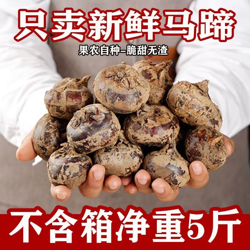 新鲜马蹄荸荠应当季水果蔬菜