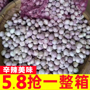 正宗云南紫皮独头蒜3斤紫皮大蒜农家蔬菜独蒜大蒜头红皮现挖