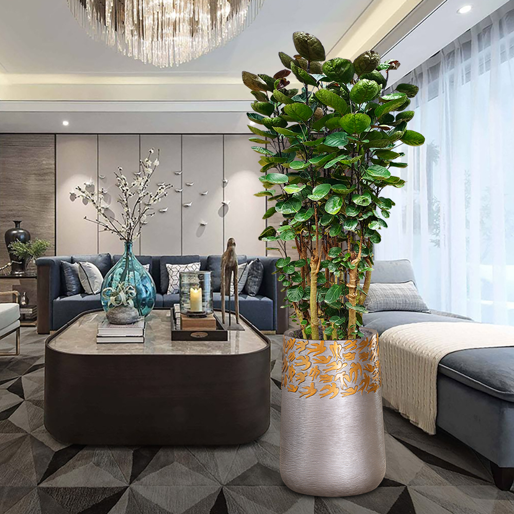 大型福禄桐盆栽旺财绿植办公室客厅内内植物净化空气招财真花好养