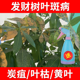 发财树叶斑病黄叶子黑叶杀菌剂送喷壶幸福树掉叶盆栽花卉除菌农药