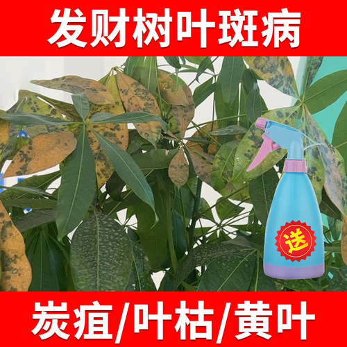 发财树叶斑病黄叶子送喷壶
