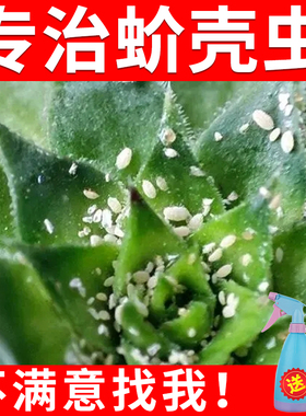多肉蚧壳虫杀虫剂套装介壳杰克花药小白虫蚧必治送喷壶花卉通用型