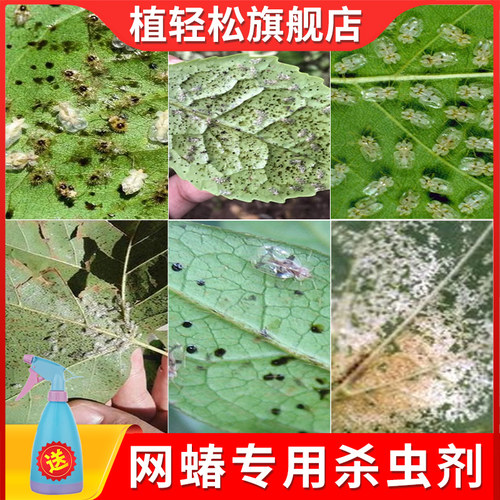 网蝽蚜虫杀虫剂吡虫啉啶虫脒