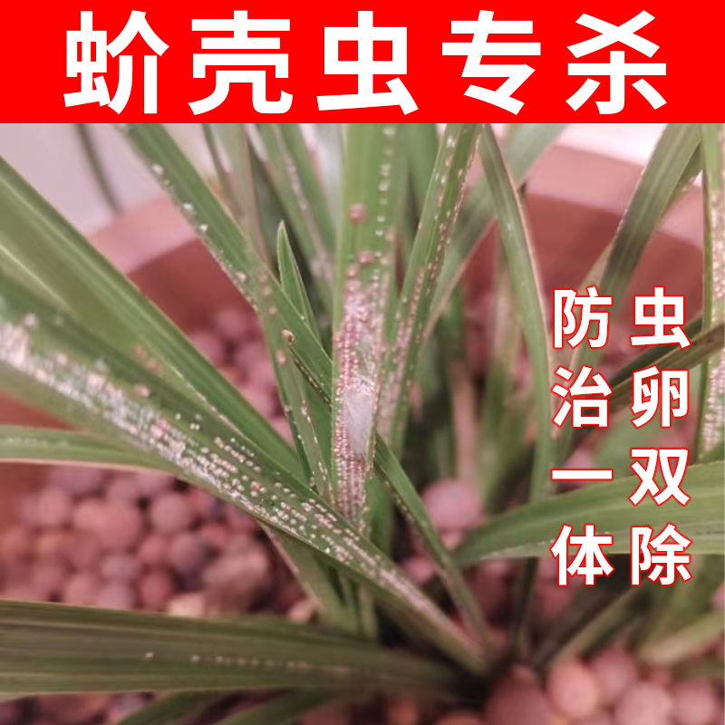 兰花蚧必治蚧壳虫杀虫剂套装介壳杰克花药小白点点毛虫花卉通用