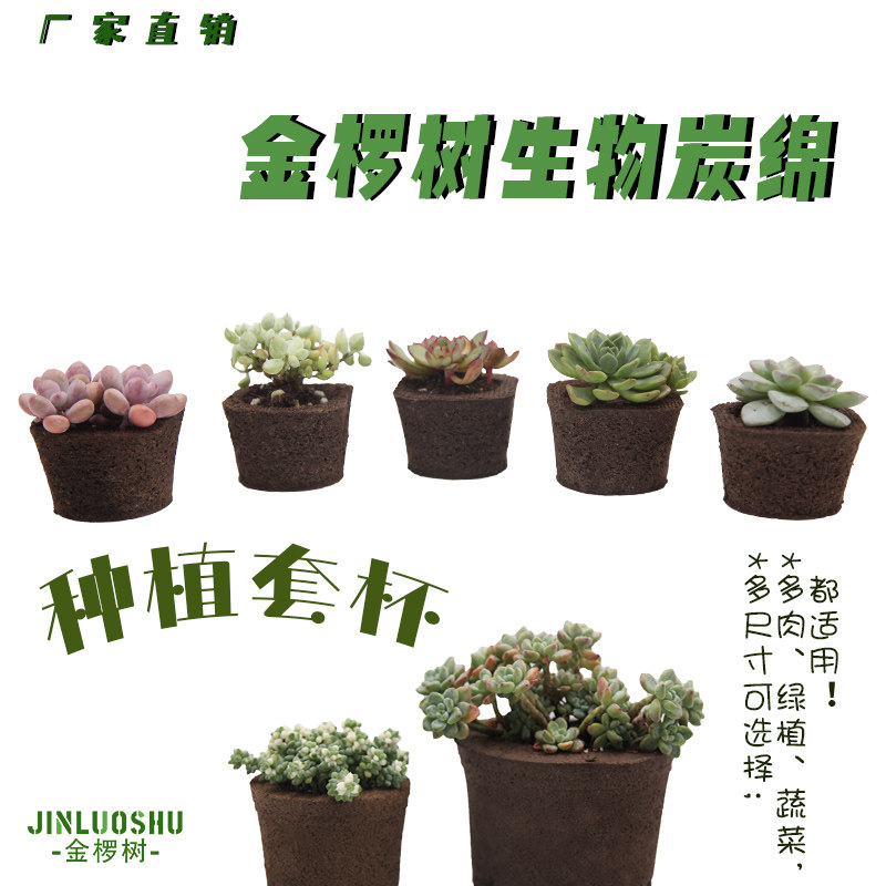 金椤树无土盆栽干净卫生好养护