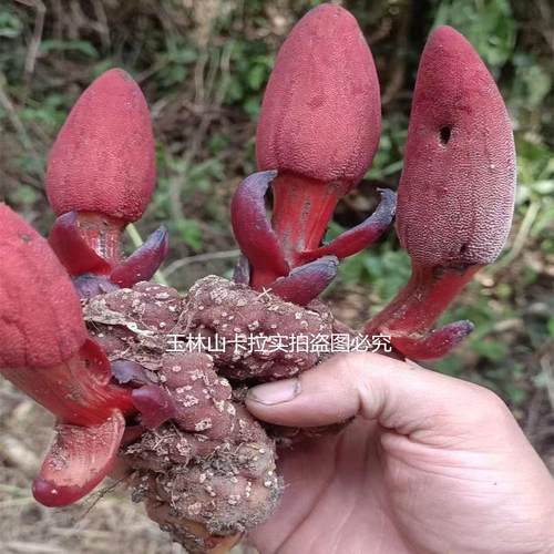 回春草 新顶天柱 不老草回心AQC株草民间滋补泡酒料干品整发货当