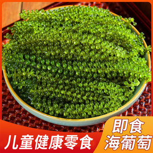 海葡萄即食儿童盐渍海带新鲜凉拌菜水葡萄海洋蔬菜绿色鱼子酱海藻