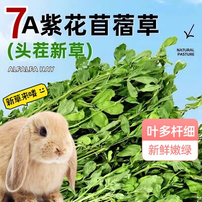 25年新苜蓿草兔子粮草苜蓿草食用草兔粮龙猫粮草干草荷兰猪苜宿草