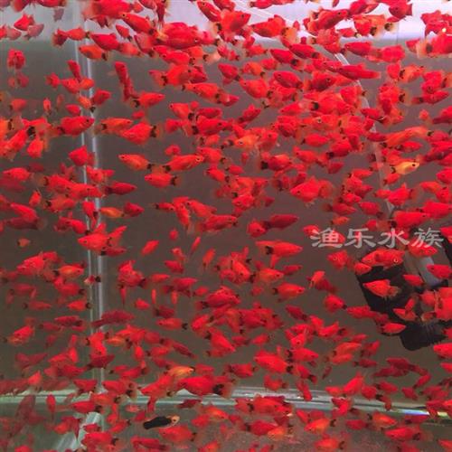 胎生鱼米奇鱼30条新手鱼易养活易繁殖热带小鱼观赏鱼