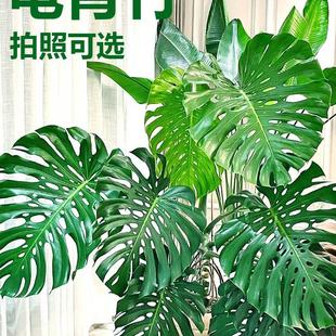 辦公好養花卉 龜背竹盆栽北歐網紅盆景大葉植物室內客廳真綠植軟裝