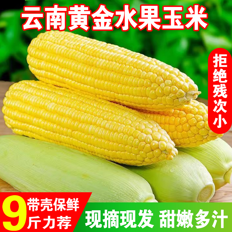 云南黄金水果玉米9斤新鲜包邮