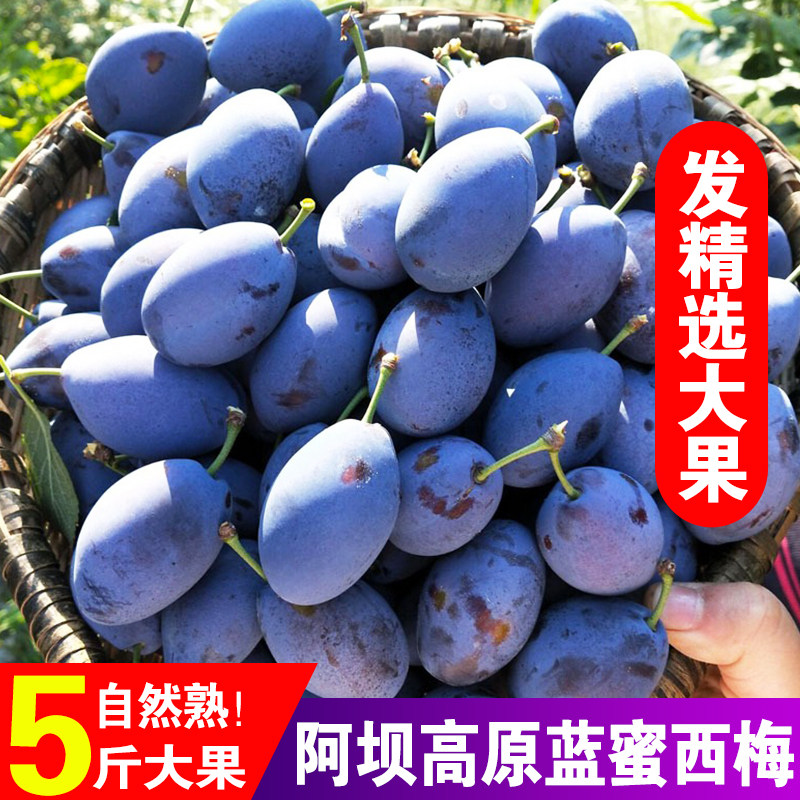 正宗四川汶川西梅新鲜水果现摘特大孕妇应季甘孜阿坝蓝蜜李子礼盒