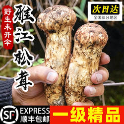 雅江新鲜松茸野生菌菇甘孜小金松茸未开伞产地直发隔日达送货上门