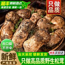 新鲜松茸野生菌菇雅江小金松茸非香格里拉礼盒【空运多地次日达】