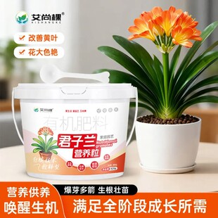 艾尚棵君子兰营养粒有机肥料改善黄叶花大色艳唤醒生机生根壮苗