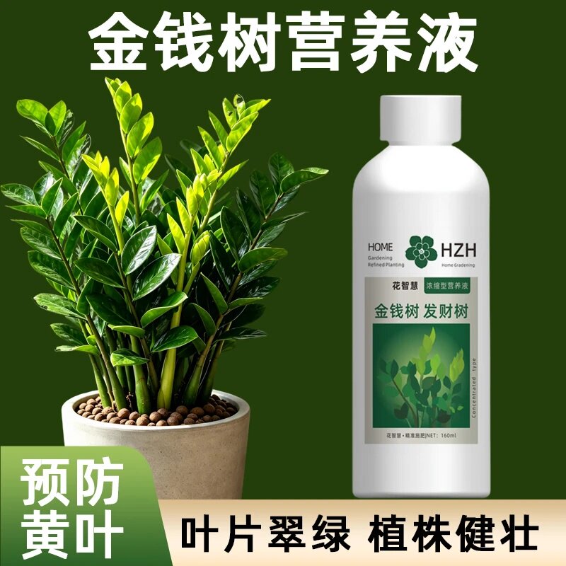 HOME花智慧浓缩型营养液金钱树发财树叶片翠绿植株健壮预防黄叶