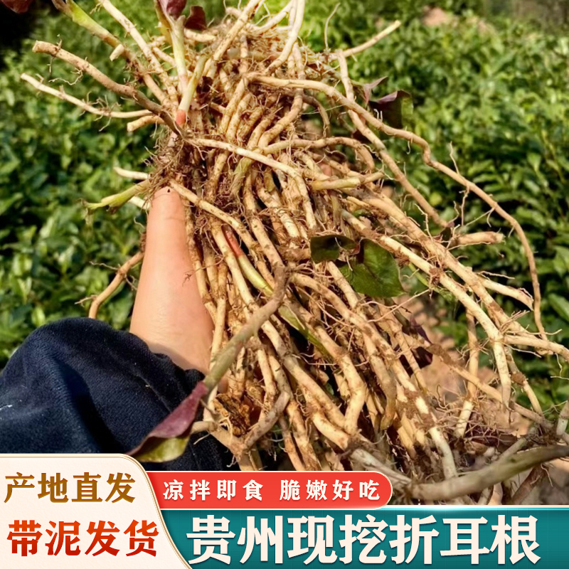 贵州新鲜鱼腥草带泥折耳根凉拌鱼星草嫩芽批发种子现挖四川猪鼻孔