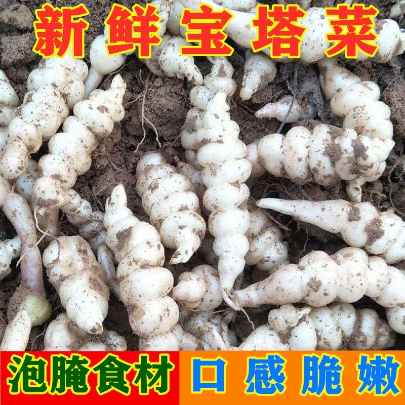 新鲜螺丝菜宝塔菜地环地蚕玉珠地葫芦甘露泡咸菜地牯牛螺丝5斤包