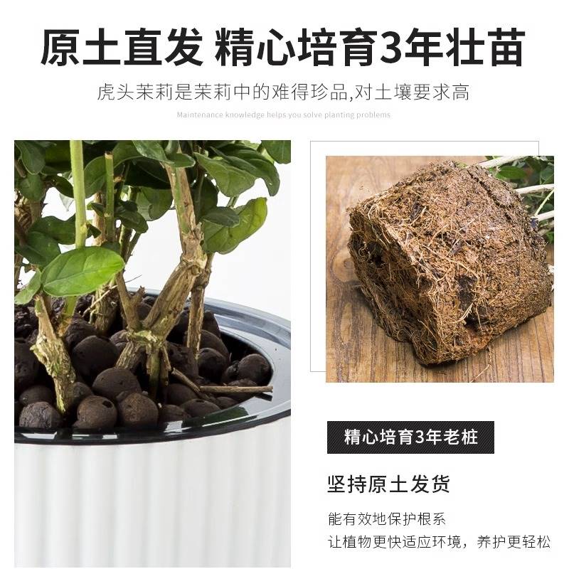 虎头茉莉花苗盆栽带苞重瓣老桩浓香九里栀子四季开花卉植物室内花