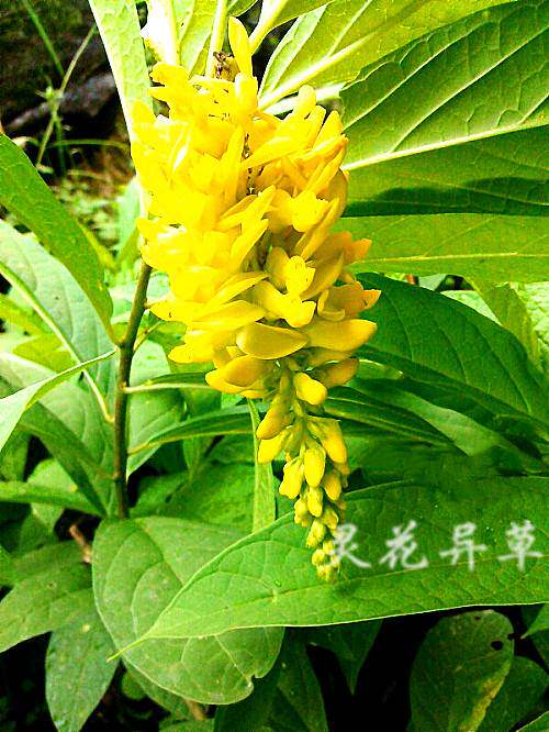 盆栽黄花倒水莲杯苗观音串倒吊黄黄花远志倒吊黄观音串苗吊水莲苗