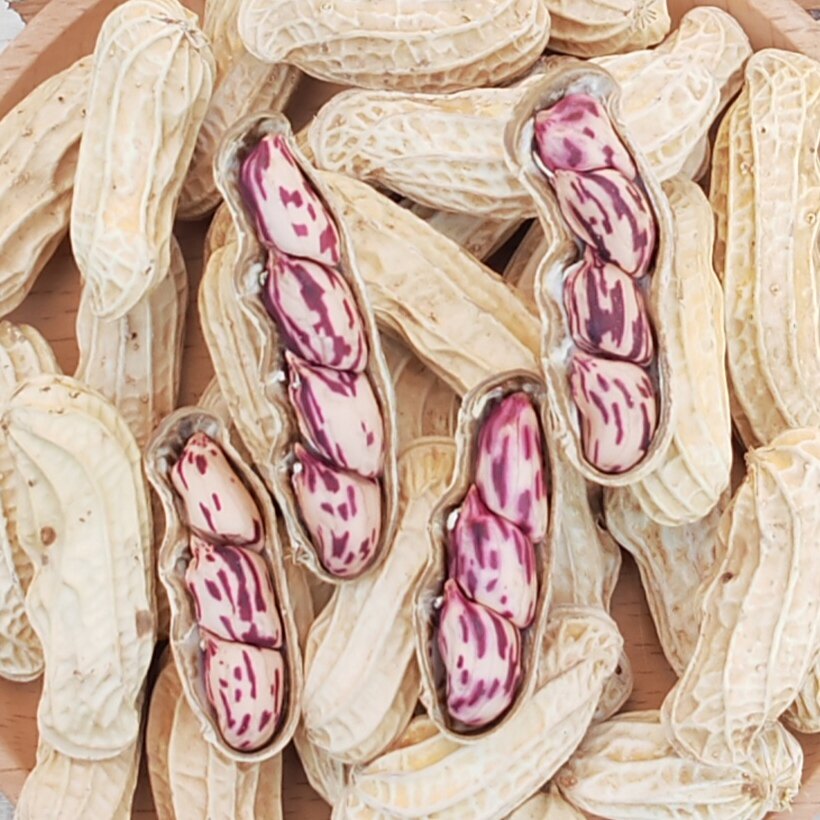 七彩花生云南特产带壳晒干2024新货熟原味五彩花生米花生种籽