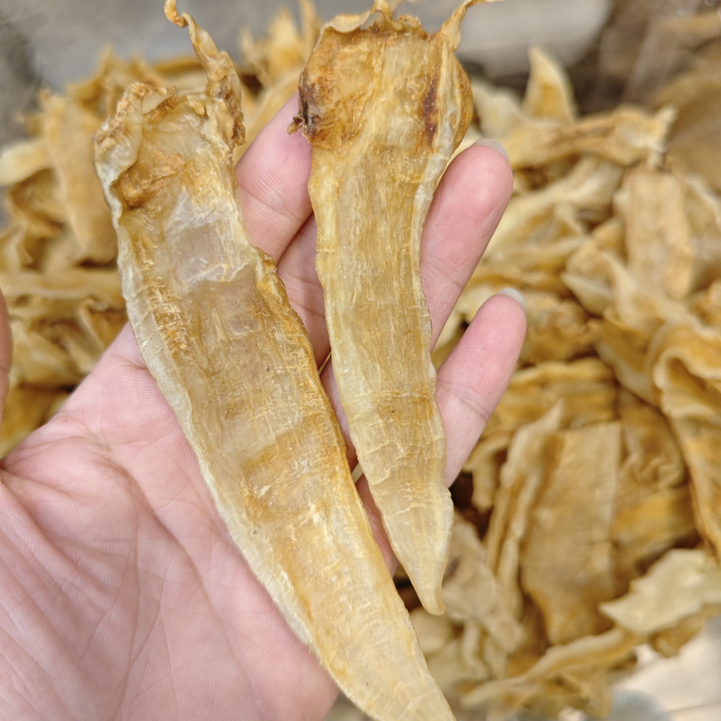 小金龙鱼胶黄花胶滋养煲汤鱼胶