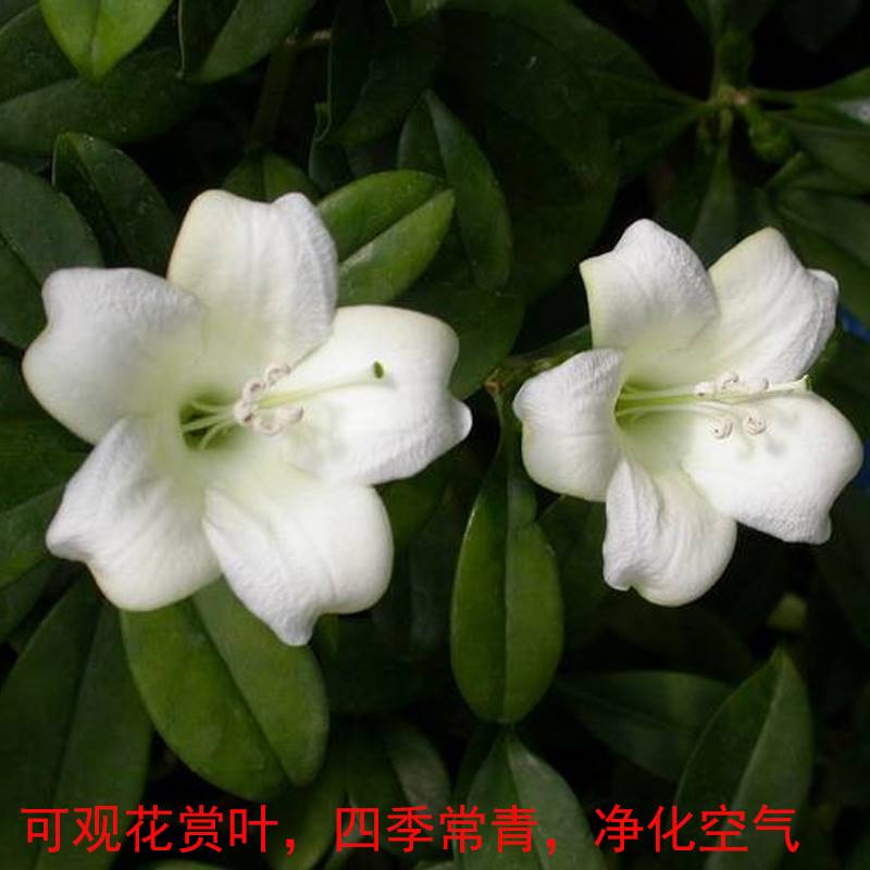 非洲茉莉花苗盆栽四季常青大型绿植物灰莉办公室内外阳台净化空气