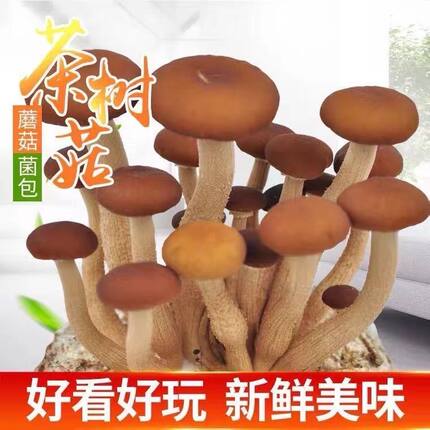 茶树菇菌种蘑菇家庭菌包菌棒阳台袋盆袋栽好吃食用菌蘑菇种植菌