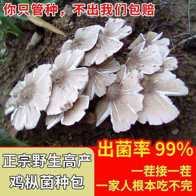 鸡枞菌草鸡菌包高产菌伞把菇三塔菌鸡肉菌夏至菇四季可种菌种家种