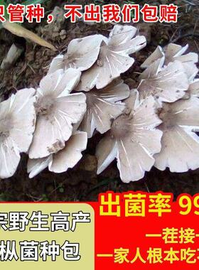 鸡枞菌草鸡菌包高产菌伞把菇三塔菌鸡肉菌夏至菇四季可种菌种家种