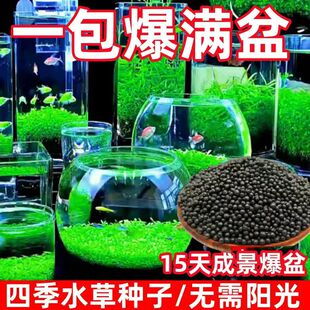 水草种子生态鱼瓶微景观创意鱼缸玻璃瓶水草泥水培种籽四季造景