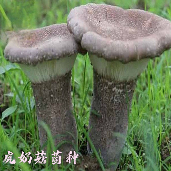 四季可种，喷水就活，反复出菌