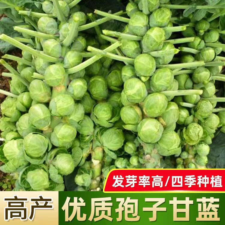 抱子甘蓝种子四季阳台小卷心菜
