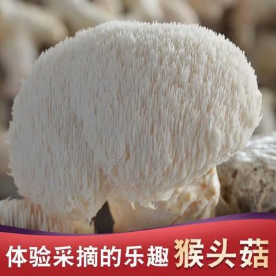 四季可种，喷水就活，反复出菌