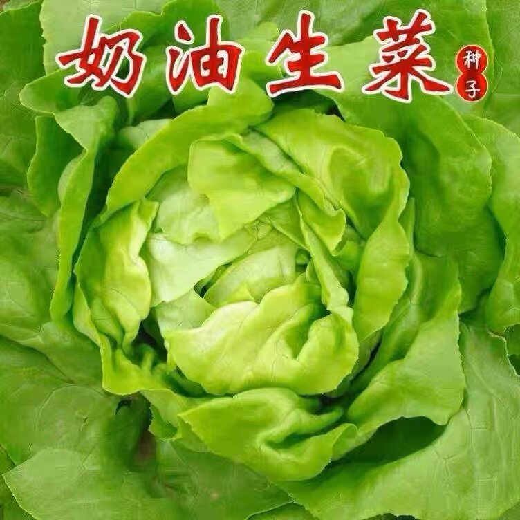 奶油生菜种子四季播种持续采收