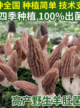 四季可种，喷水就活，反复出菌