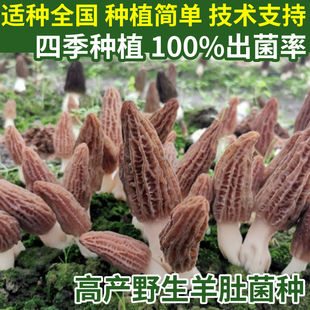 野生菌羊肚菌种高产居家人工种植食用菌蘑菇室内阳台四季盆栽可种