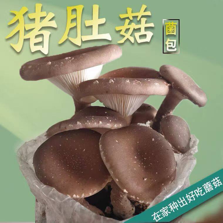 四季可种,喷水就活,反复出菌