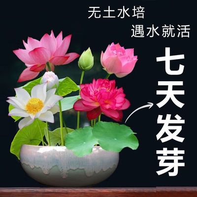 【7天发芽】碗莲种四季开花水培水养绿植睡莲荷花无土盆栽花卉