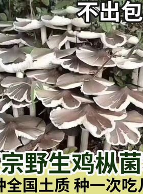 正宗野生鸡枞菌菌种家种云南伞把菇三塔菌夏至菌居家可种食用菌种