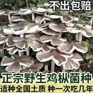 四季可种，喷水就活，反复出菌