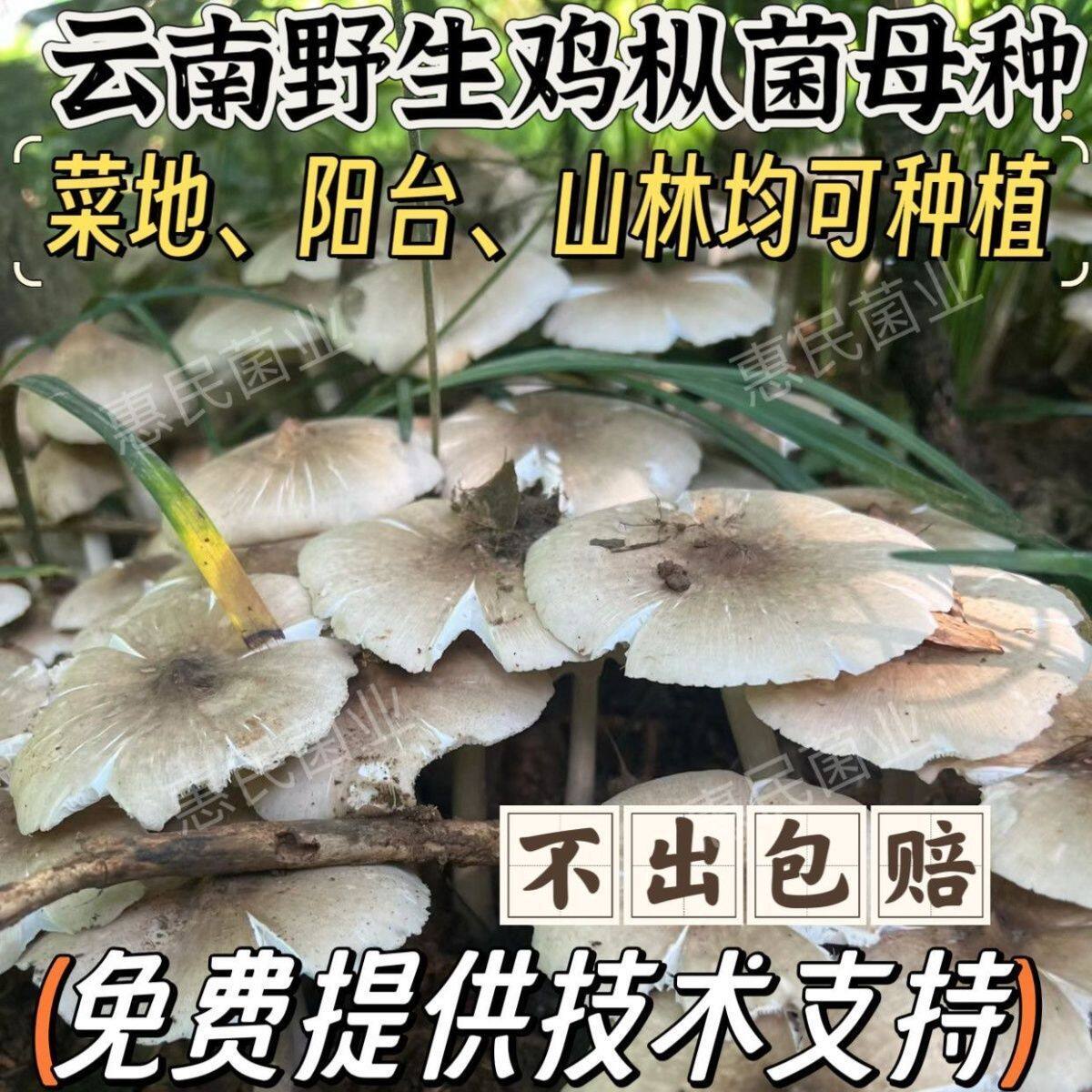 四季可种新款云南野生鸡枞菌母种成活室内外懒人可食用人工菌种
