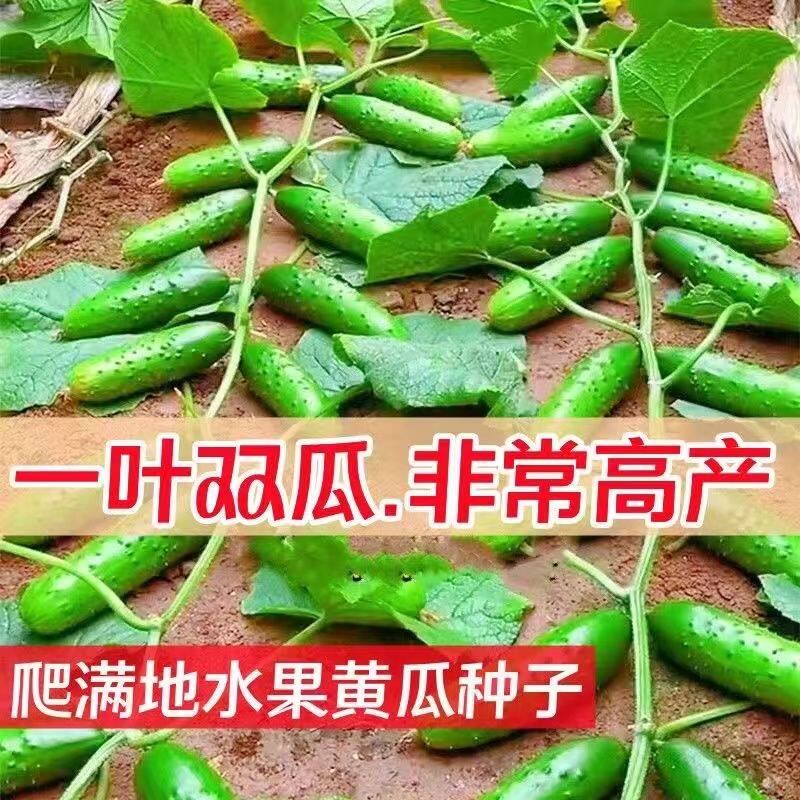 满地爬黄瓜种子水果黄瓜种孑苗盆栽青瓜春四季蔬菜旱黄瓜种籽大全