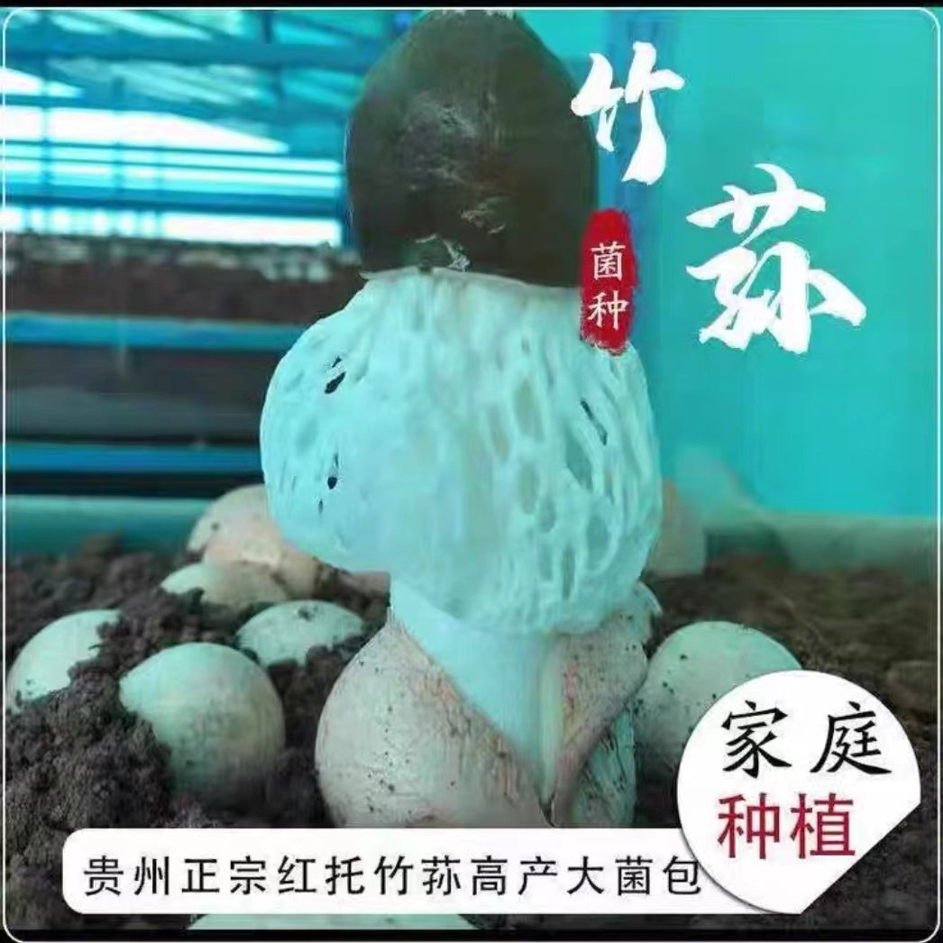 四季可种，喷水就活，反复出菌