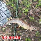 新款 立体支架养鱼网箱熟料养存鱼有结网箱不伤鱼大鱼塘钓漂浮鱼护