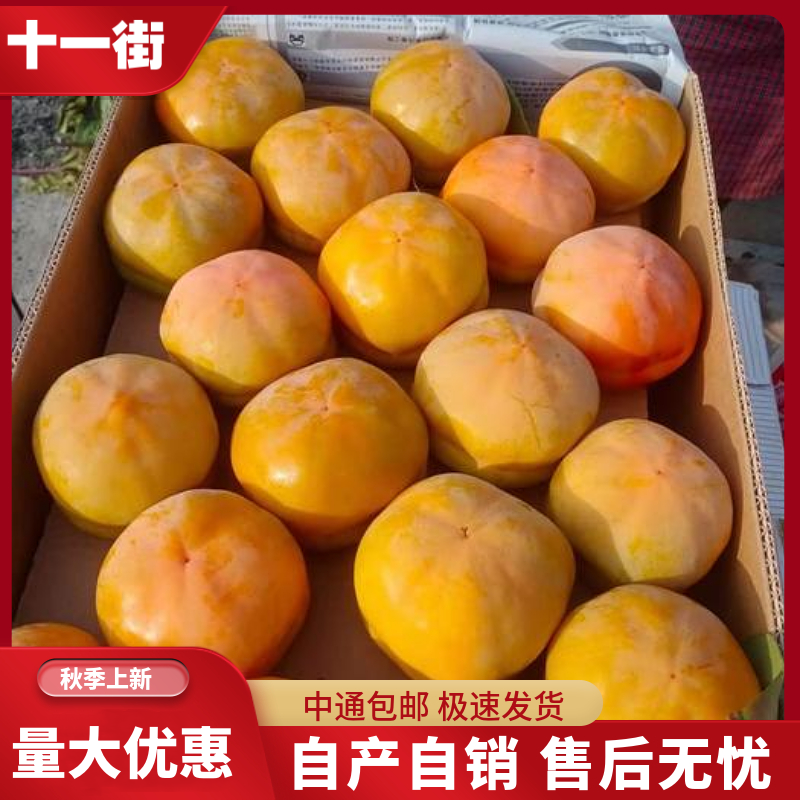 官方推荐河北特大磨盘柿子