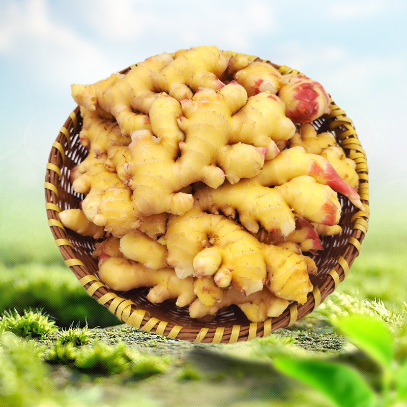 洪道怀姜嫩姜仔姜小黄姜可做泡姜