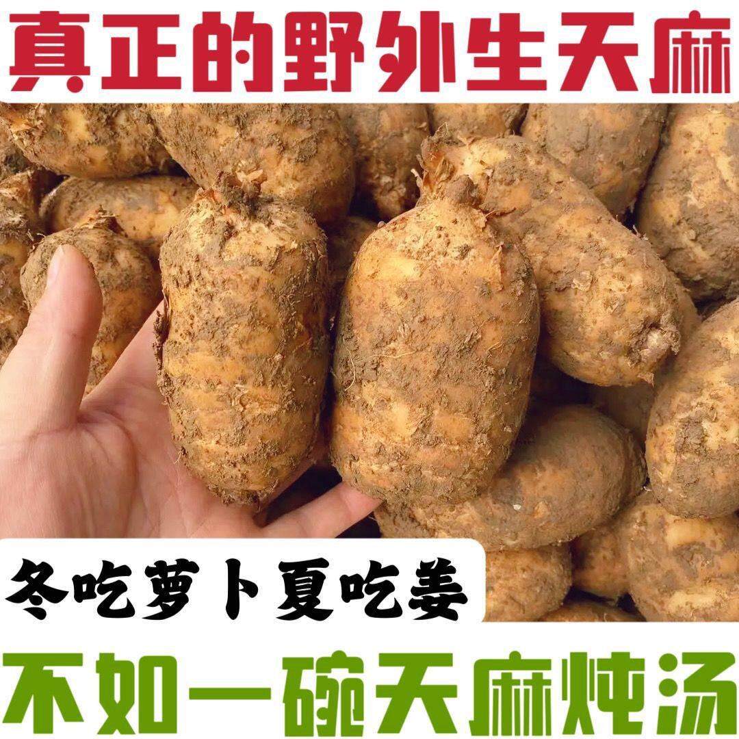 小草坝云南昭通彝良高山防野生纯天然原生态乌天麻炖鸡炖肉煲汤